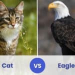 cat vs eagle
