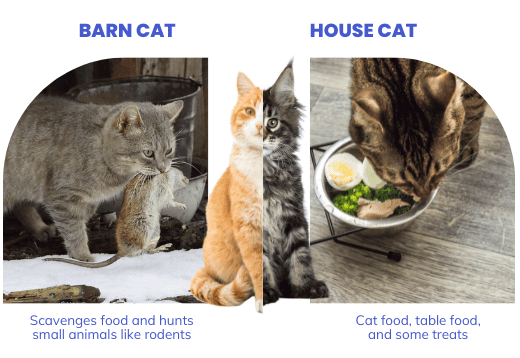 cats-diet