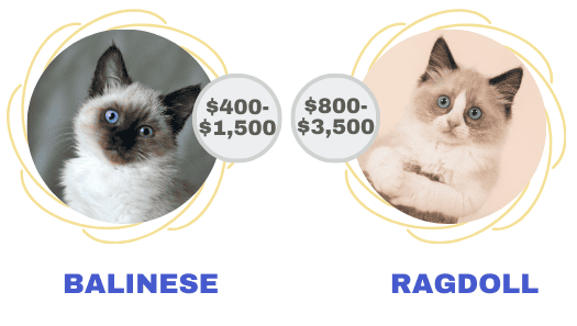 cats-price-between-two-breeds