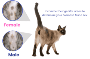 Male vs Female Siamese Cats: What's the Difference?