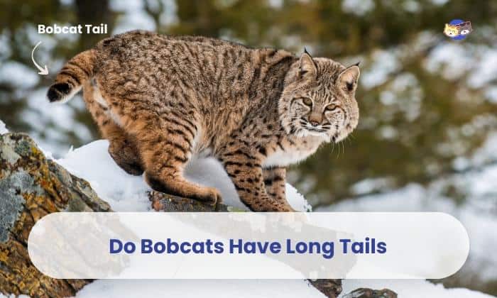 do bobcats have long tails