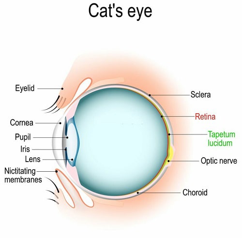 feline-eye-anatomy