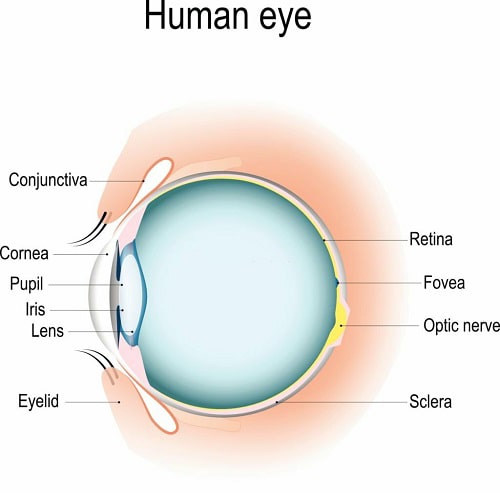 human-eye-anatomy
