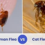 human flea vs cat flea