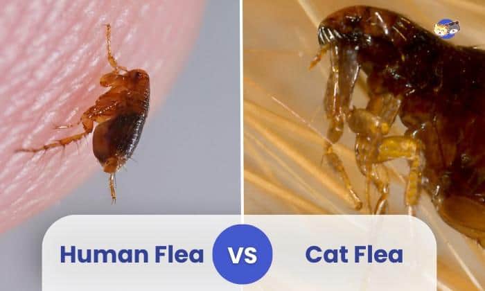 human flea vs cat flea