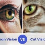 human vision vs cat vision