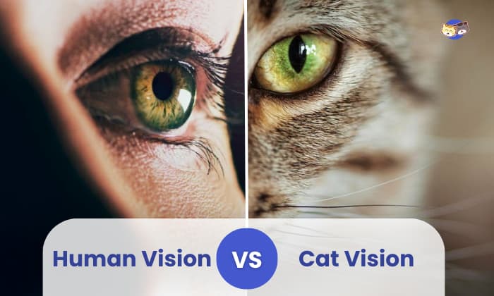 human vision vs cat vision