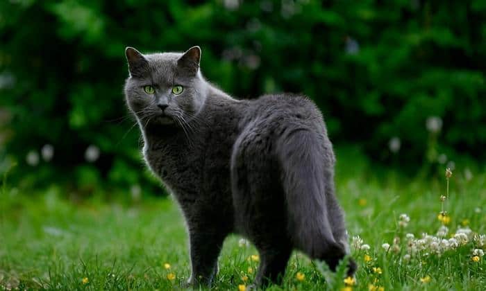 is-my-cat-a-russian-blue-or-just-gray