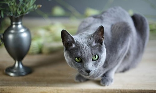 know-if-your-cat-is-a-russian-blue