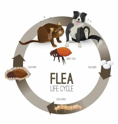 life-cycle-of-human-and-cat-fleas