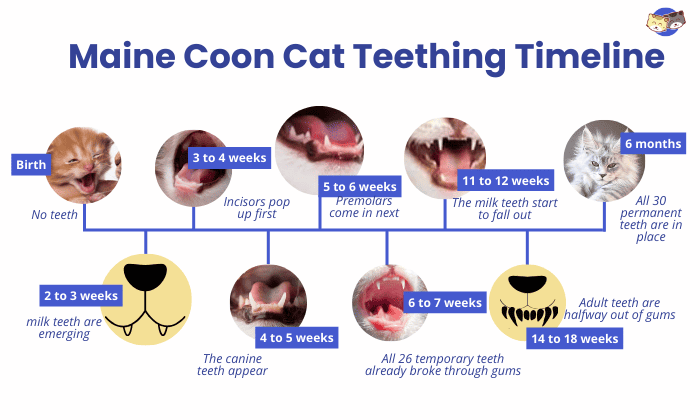 maine-coon-cat-teething-timeline