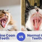 maine coon teeth vs normal cat