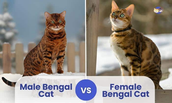male vs female bengal cat