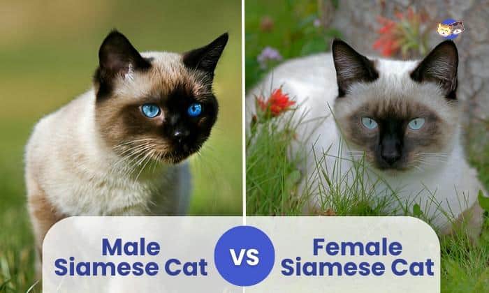 male vs female siamese cats