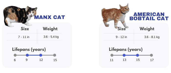 manx-cat-and-american-bobtail-cat-overview