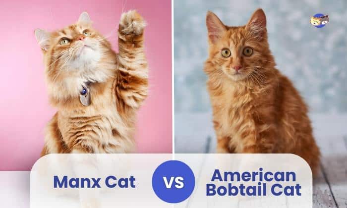manx cat vs american bobtail cat