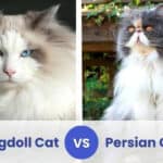 ragdoll vs persian cat