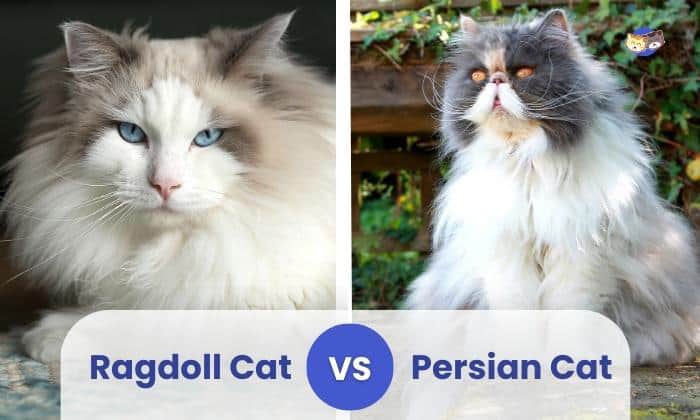 ragdoll vs persian cat