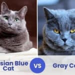 russian blue vs gray cat