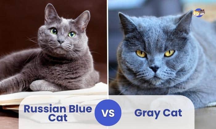 russian blue vs gray cat