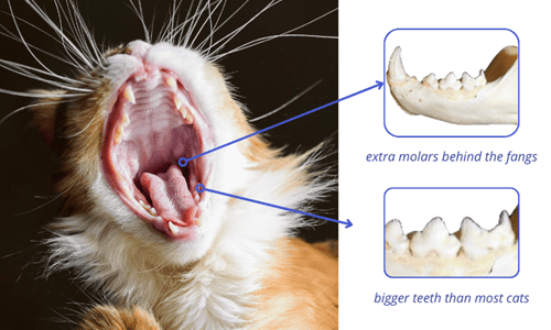 size-and-structure-of-maine-coon-teeth