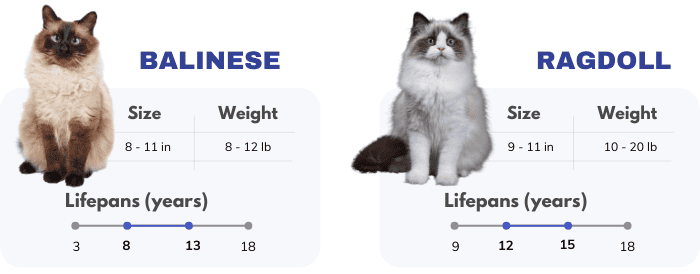 size-characteristics-for-each-breed