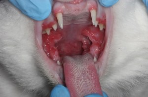 stomatitis-problems-in-maine-coon