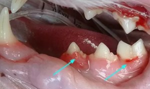 tooth-resorption-problems-in-maine-coon