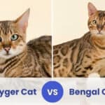 toyger vs bengal cat