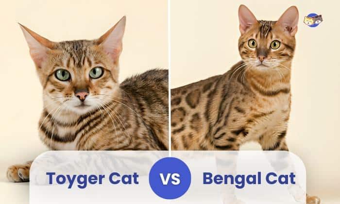 toyger vs bengal cat