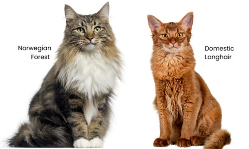Appearance-and-size-of-Norwegian-Forest-vs-Domestic-Longhair