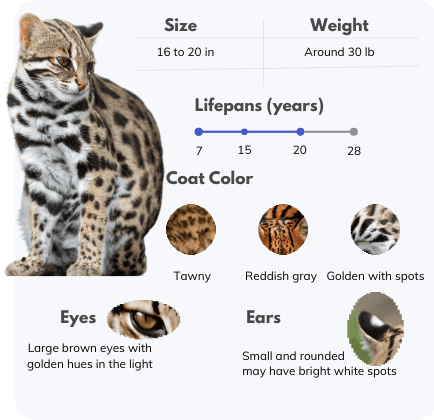 Appearance-of-ocelot-cat