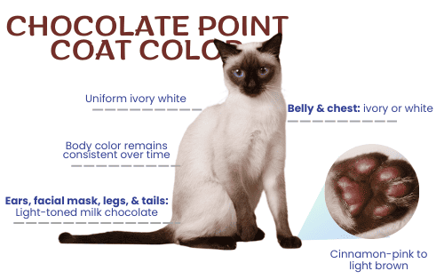 Chocolate-Point-coat-color