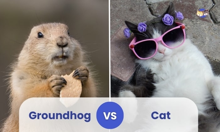 Groundhog vs Cat