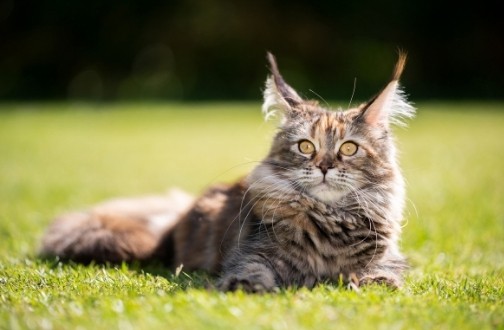 Maine-Coon-cats-eyes