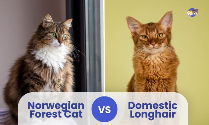 Norwegian Forest Cat vs Domestic Longhair