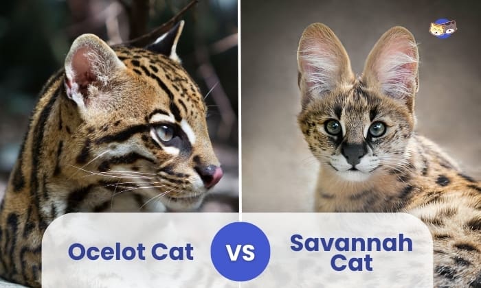 Ocelot vs Savannah Cat