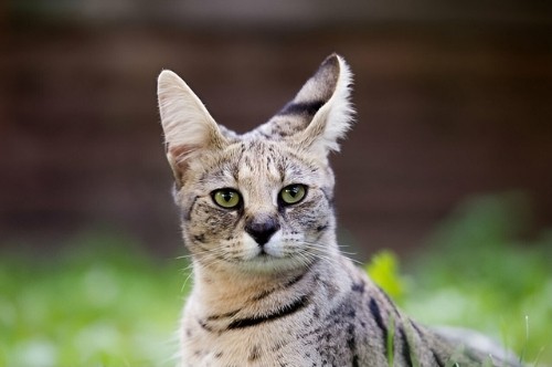 Savannah-cat-origin
