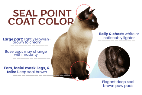 Seal-Point-coat-color