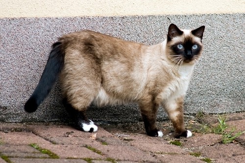Siamese-cats-health-and-care