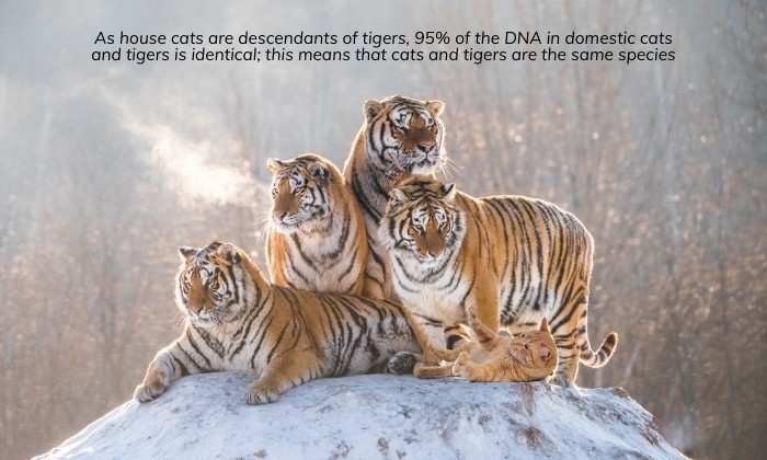 are-house-cats-related-to-tigers