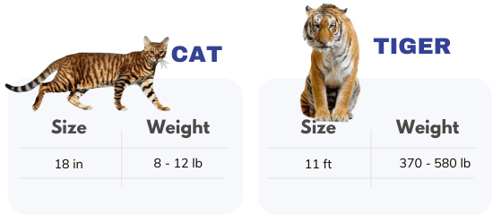 body-length-and-weight
