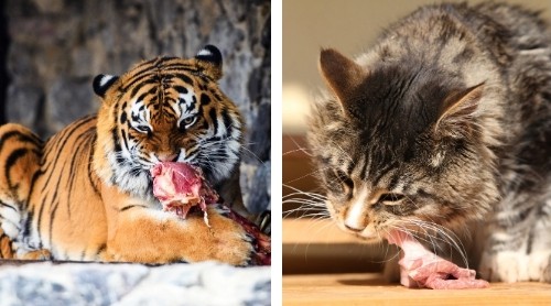 both-are-carnivores