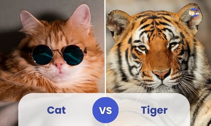 cat vs tiger