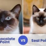 chocolate point vs seal point siamese cat