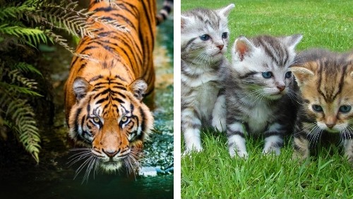 Cat vs Tiger: Who Would Win in a Fight?