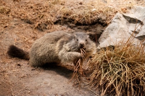 groundhogs-are-omnivorous