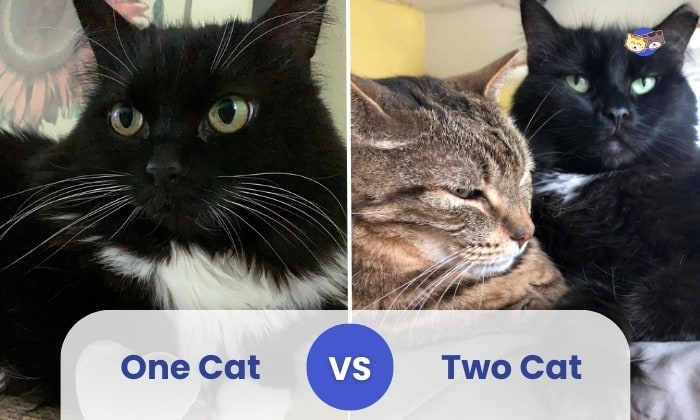 one cat or two