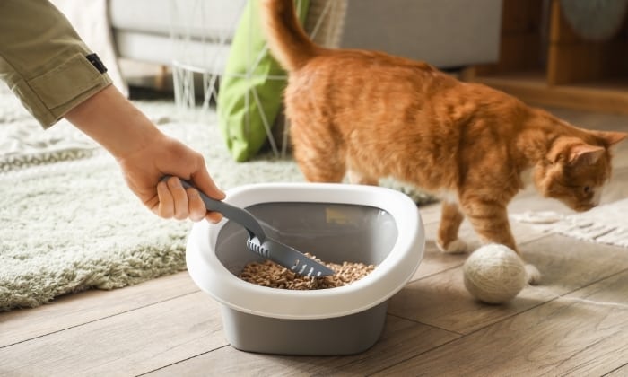 scented-cat-litter-benefits-and-drawbacks