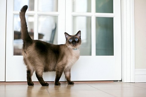 seal-point-siamese-cat-history